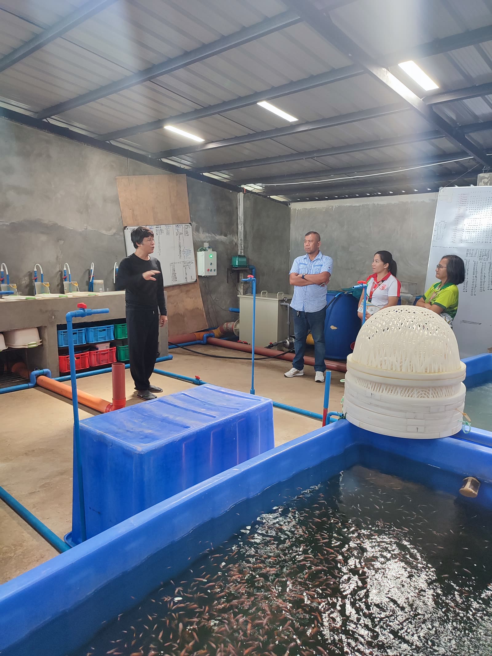 Tilapia hatchery tanks and water circulation equipment during a technical visit