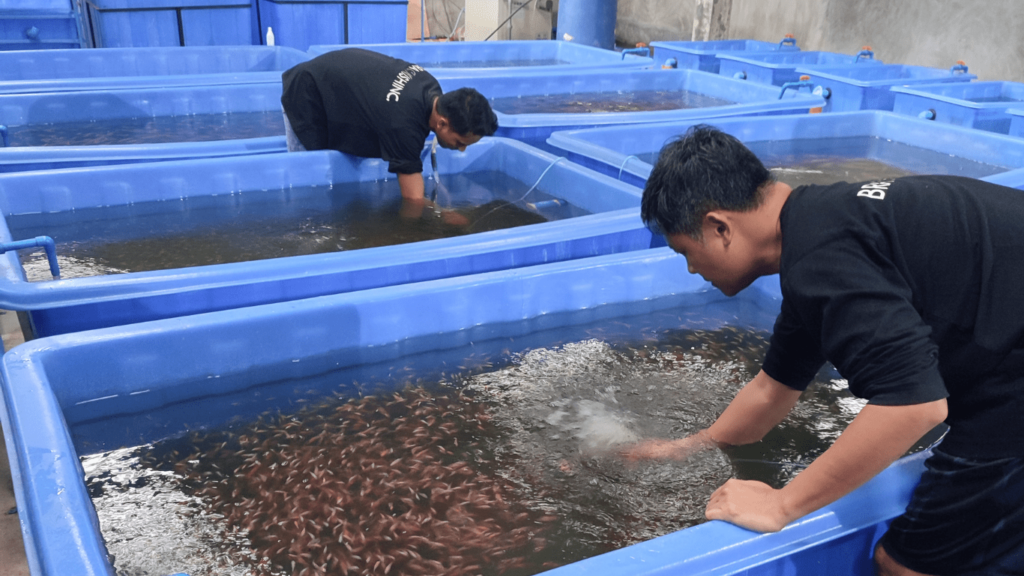 The Advantages of Recirculating Aquaculture System (RAS) for Tilapia ...