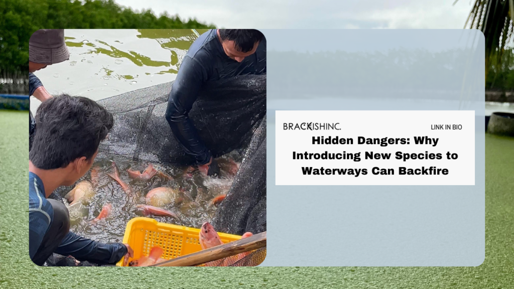 Two fishmen, waist-deep in a brackish pond, are harvesting red tilapia using a large net.